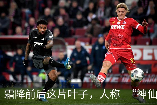 霜降前后这片叶子，人称 “神仙叶”！晒干熬汤泡水喝，润肺疏肝！